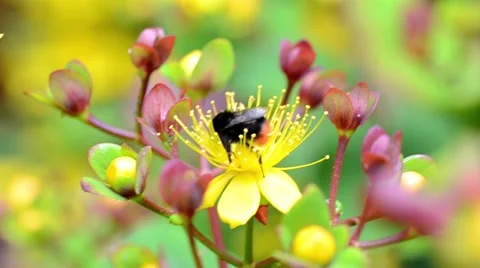 Bee on a Yellow Flower Stock Footage 51540262