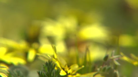 Bee on yellow flower Stock Footage 52976550