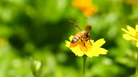 Bee on yellow flower. Stock-Footage 54710189