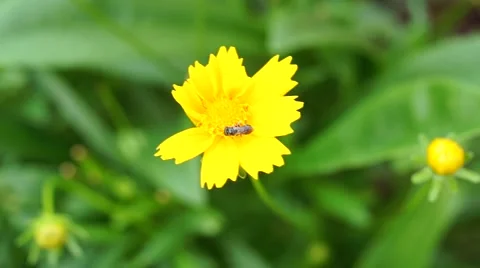 Bee on Yellow Flower Stock Footage 65654316