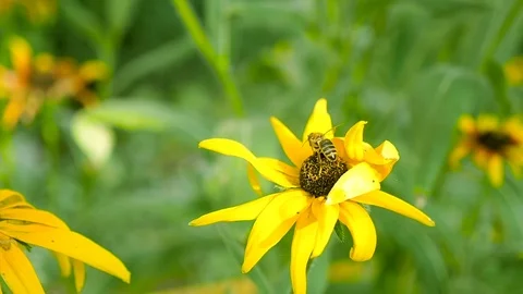 Bee on the yellow flower Stock Footage 71249142