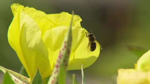 Bee on yellow flower Stock Footage 73698430