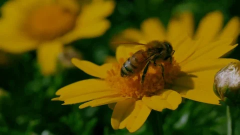 Bee on the yellow flower Stock Footage 77038105