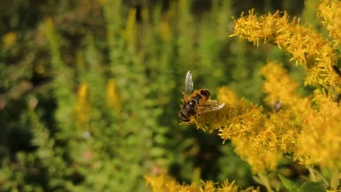 Bee on the yellow flower Stock Footage 82427245