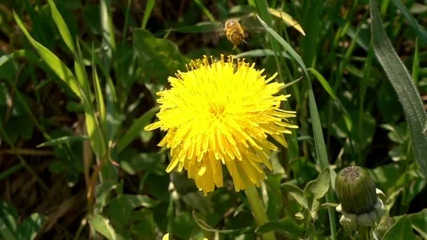 Bee on the Yellow Flower Stock Footage 83950833
