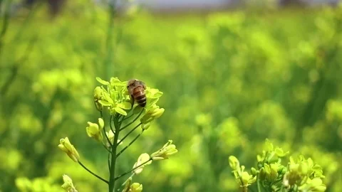 Bee on a yellow flower Video stock 88988202
