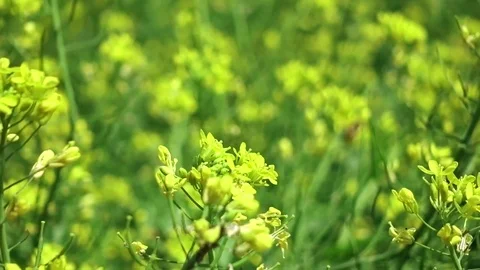 Bee on a yellow flower Stock Footage 88988205