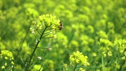 Bee on a yellow flower Video stock 88988231