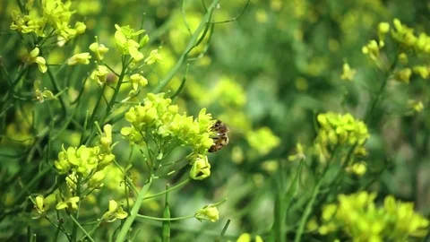 Bee on a yellow flower Stock-Footage 88988245