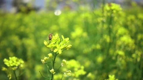 Bee on a yellow flower Stock-Footage 88988256