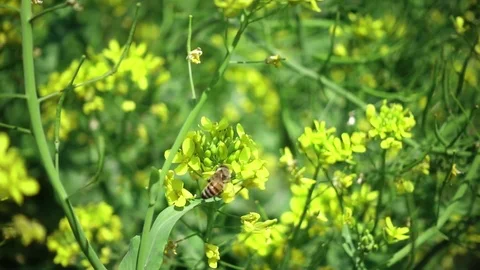 Bee on a yellow flower Stock-Footage 88988270