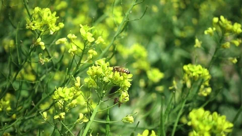 Bee on a yellow flower Stock-Footage 88988276