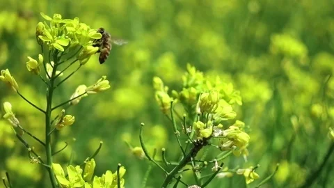 Bee on a yellow flower Stock Footage 88988278