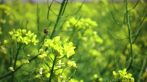 Bee on a yellow flower Video stock 88988280