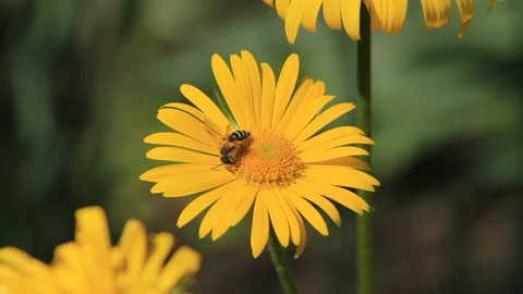Bee on yellow flower Stock Footage 90003242