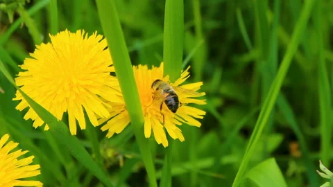 Bee on yellow flower Stock Footage 90084379