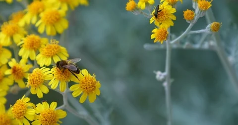 Bee On The Yellow Flower Stock Footage 91043988