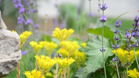 Bee on a yellow flower Stock Footage 91095464