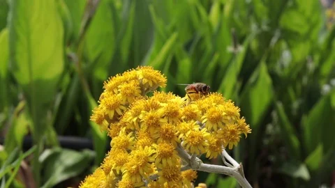 Bee On Yellow Flower Stock Footage 108377093