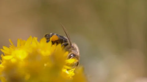 Bee on Yellow Flower Stock Footage