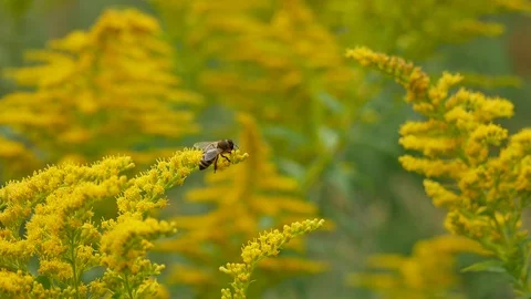 Bee on a yellow flower Video stock 116543018