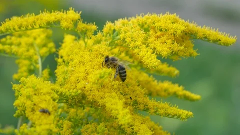 Bee on a yellow flower. Video stock 117161222