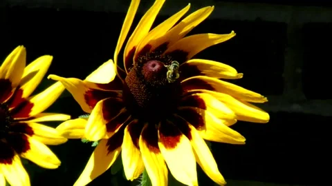 Bee on a Yellow Flower Stock Footage 134984211