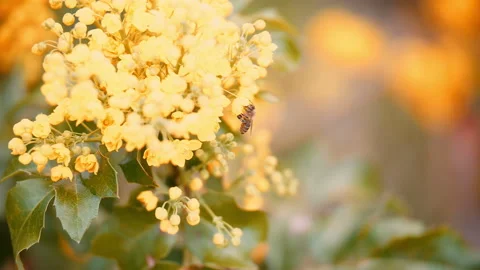 Bee on yellow flower 스톡 동영상 146737910