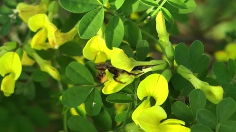 Bee on yellow flower Stock Footage 153278450