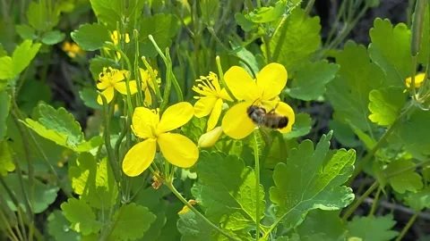 Bee on yellow flower Stock Footage 196594339