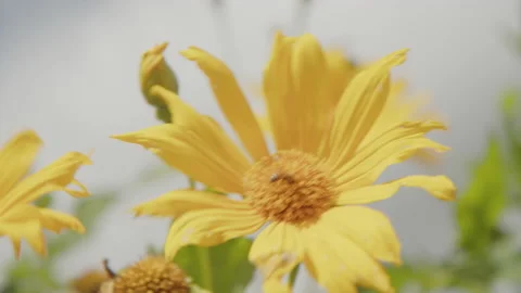 Bee on the yellow flower Stock Footage 199686703