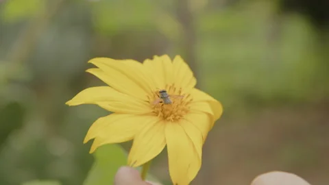 Bee on the yellow flower Stock Footage 199686869