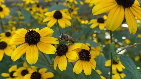 Bee on Yellow flower Stock Footage 229918283