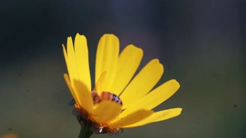 Bee On A Yellow Flower Video stock 234112424