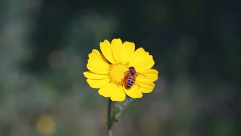 Bee On A Yellow Flower Stock Footage 234112427