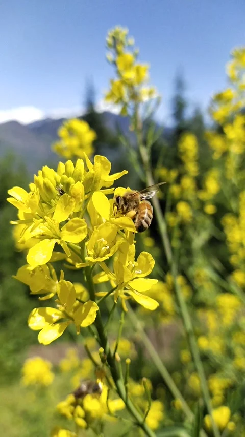 Bee on yellow flower Vidéo 239299031