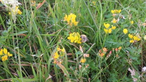 Bee in a yellow flower Stock Footage 241440964