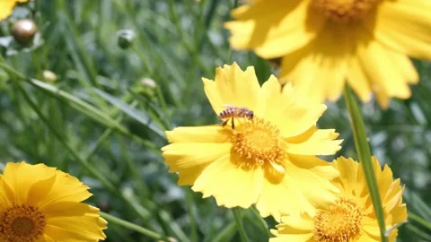 Bee on yellow flower Stock Footage 241550653