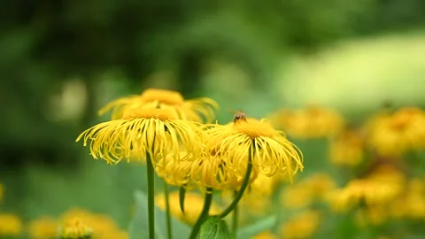 Bee on yellow flower Stock Footage 279486305