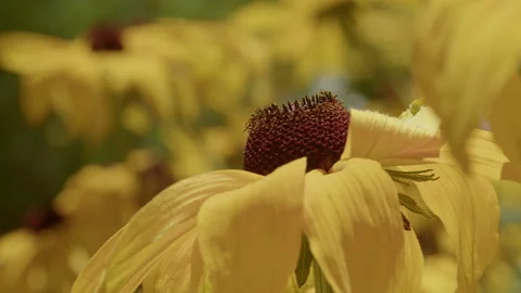 Bee on a Yellow Flower 스톡 동영상 280419565