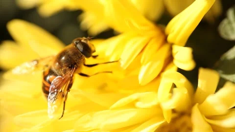 Bee on yellow flower Vídeos de archivo 303539831