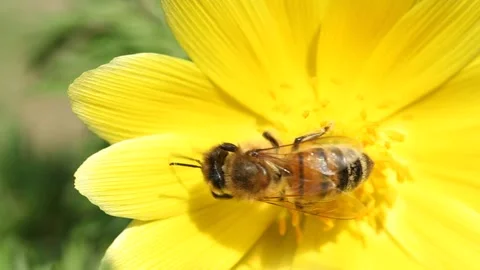Bee on yellow flower Vídeos de archivo 306033985