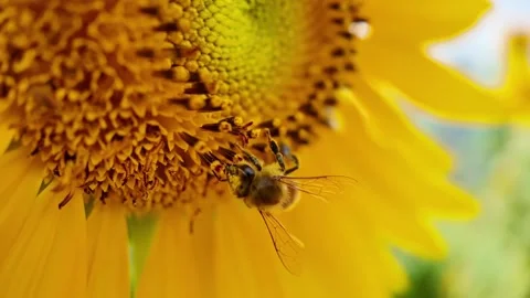 Bee is on a yellow flower Stock Footage 327575038