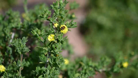 Bee  on a yellow flower Stock Footage 335561844
