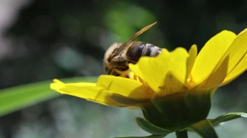 Bee on a yellow flower. 스톡 동영상 337054885