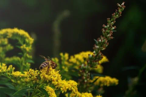 Bee on a yellow flower general plan 스톡 사진
