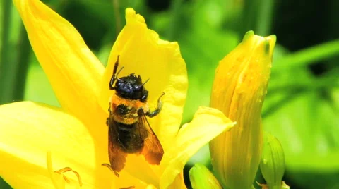 Bee &amp; Yellow Flower HD Stock Footage 40714747