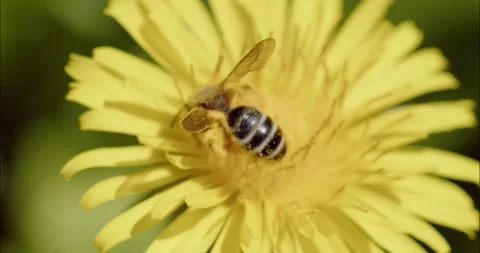 Bee In Yellow Flower Macro Field 2.8K Slow motion pollination Stock Footage 188724716