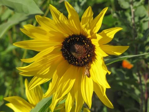 Bee in yellow flower macro. Stock Photos