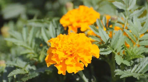 A bee on yellow flower of marigold Video stock 22750040